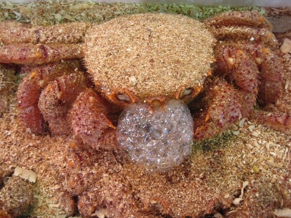 Crab Blowing Bubbles