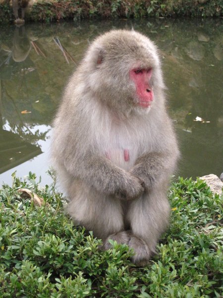Japanese Monkey