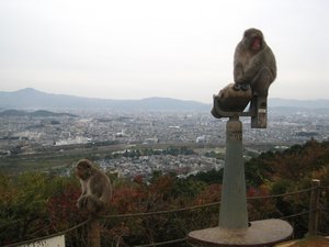 Japanese Monkey with Kyoto in the background