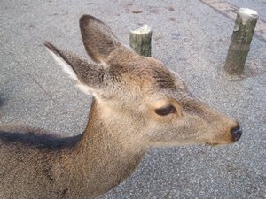 In Nara, there were deer everywhere