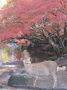 Deer and red maples.