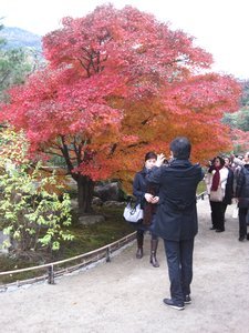 The Japanese tourists took pictures of one another under the maples constantly!