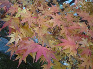 Beautiful Japanese maple leaves