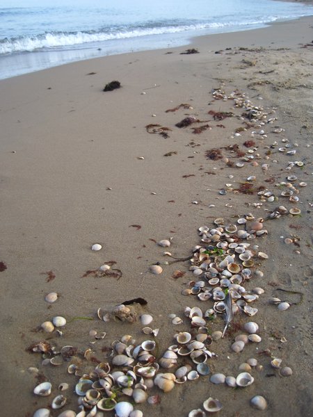 Shells at VilshÃ¤rad