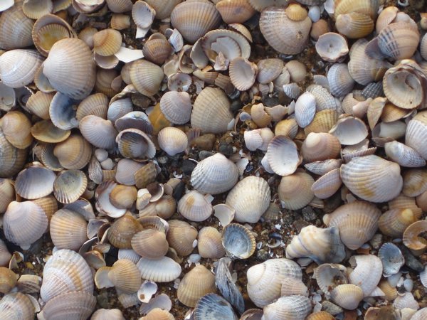 Swedish Shells