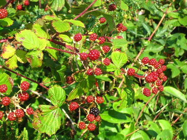 Young Blackberries