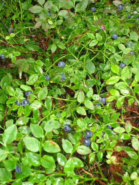 Blueberry Fields Forever...