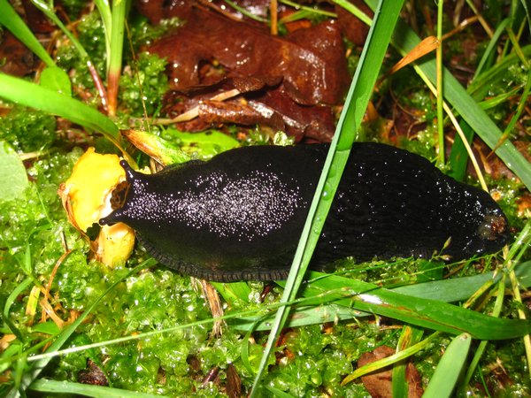 Forest slug eating wild edible mushroom