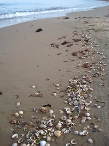 Shells at VilshÃ¤rad