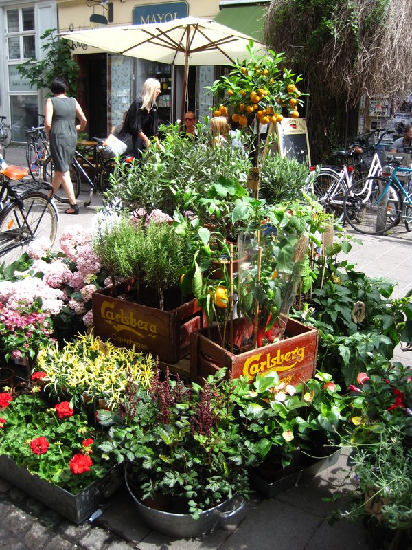 Plants for sale in Norrebro.
