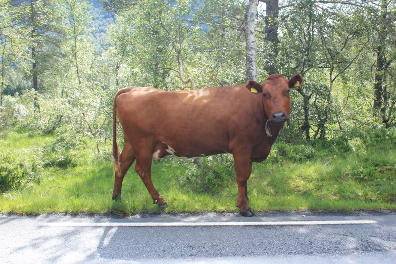 Damn cows in the road.