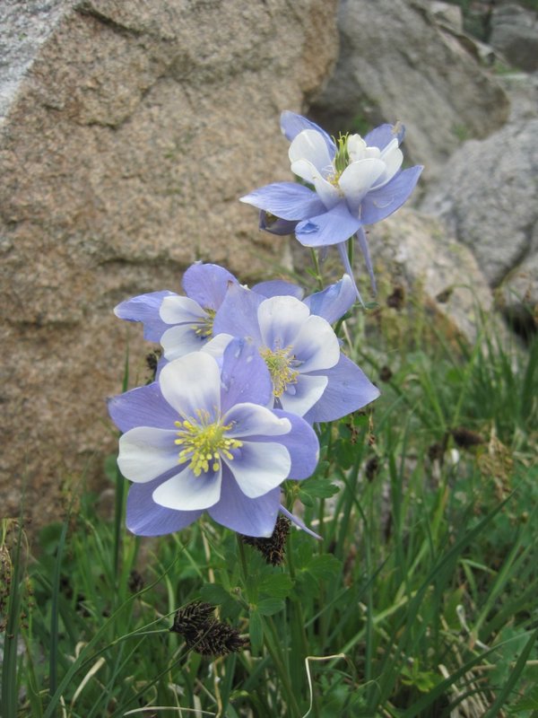 Native Rocky Mountain Columbine Flowers
