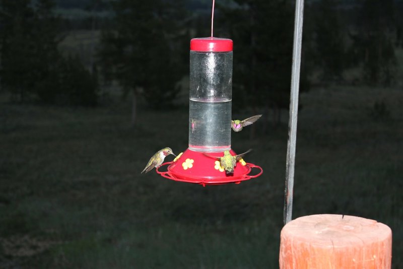 The hummingbirds came in to feast during sunset