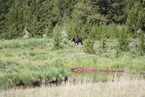 A grazing female moose in Rocky Mountain National Park