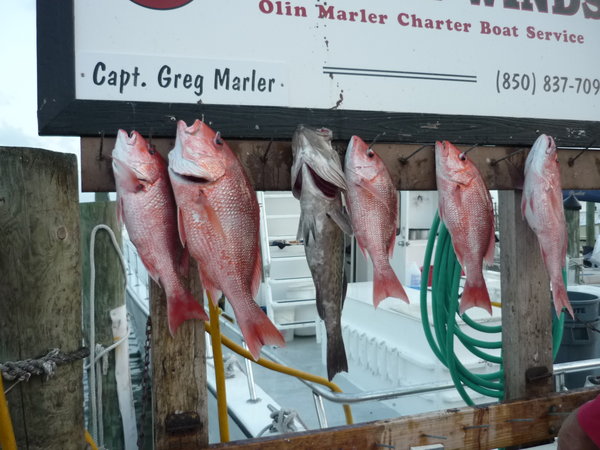 At sunset, every docking boat was unloading its catch of Red Snappers