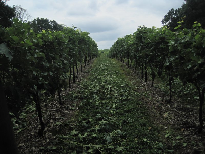 Vineyards of North Carolina... who knew?  Not I.