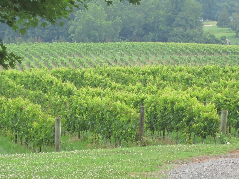 Vineyards of North Carolina