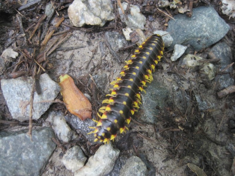 Cool insect of some sort (millipede) along the trail to Hanging Rock