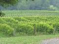 Vineyards of North Carolina