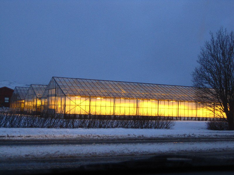 Any Iceland grown produce is grown in one of these which you'll drive by all around the developed areas