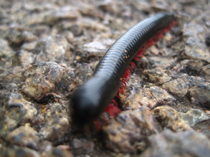 Almost stepped on this millipede... maybe 4 inches long