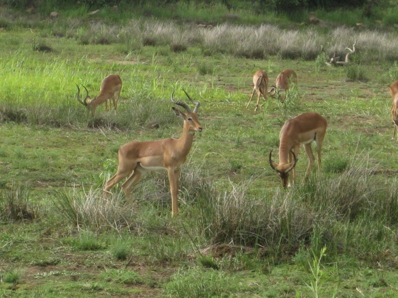 Impalas at the waterhole