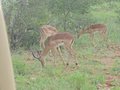 Grazing Impalas at Mokolodi