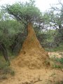 Termite hills like this extend all the way to the tree and are common everywhere
