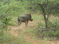 An abundance of warthogs in Botswana