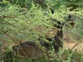 Kudus Hiding in the Bush