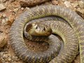 Cobras (this wasn't in the wild but in Mokolodi's reptile park)