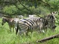 Zebras at the Gabs Game Reserve