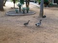 The Mokolodi Ducks