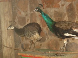 The peacocks at Mokolodi Backpackers