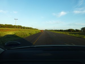 Cows in the road