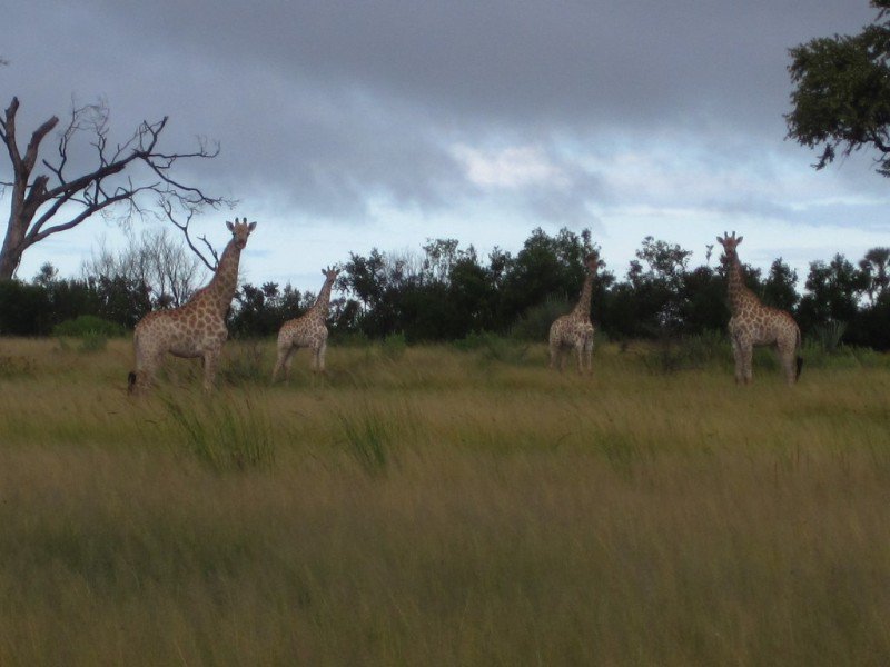 Curious Giraffes