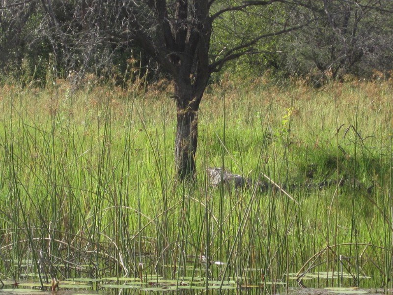 A small croc on the river's edge