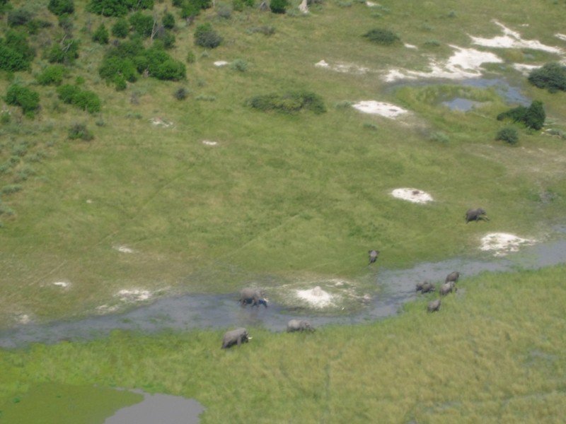 Elephants of the Delta from above
