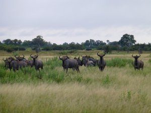 Wildebeests of the delta