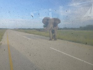 Elephant chasing our minibus