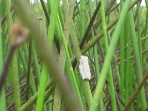Tiny little frog in the thick reeds during our mokoro trip