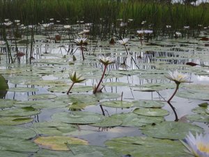 The delta is full of lillies