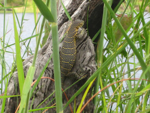 Young Monitor lizard on the Chobe