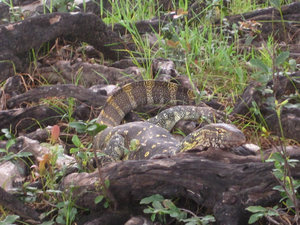 Monitor lizard on the Chobe