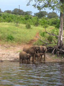 This group of young elephants came down for a drink and we watched them for quite a while from just a few feet away in our small boat