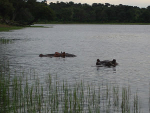 Chobe hippos