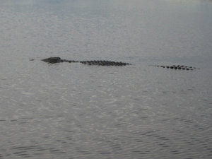 Chobe croc