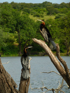 African "snake birds"