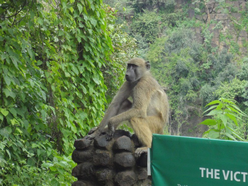 Baboons were all over the parks at Vic Falls