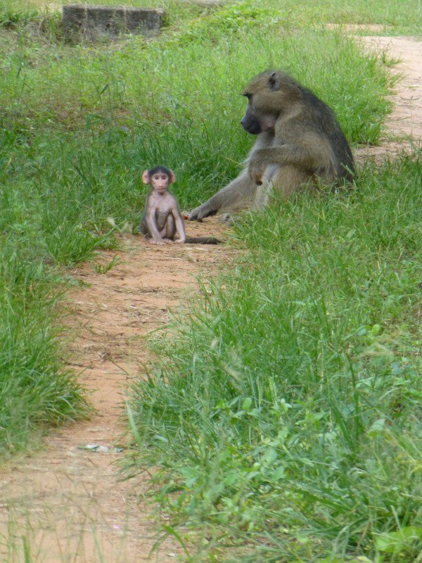 Baby baboon and mama